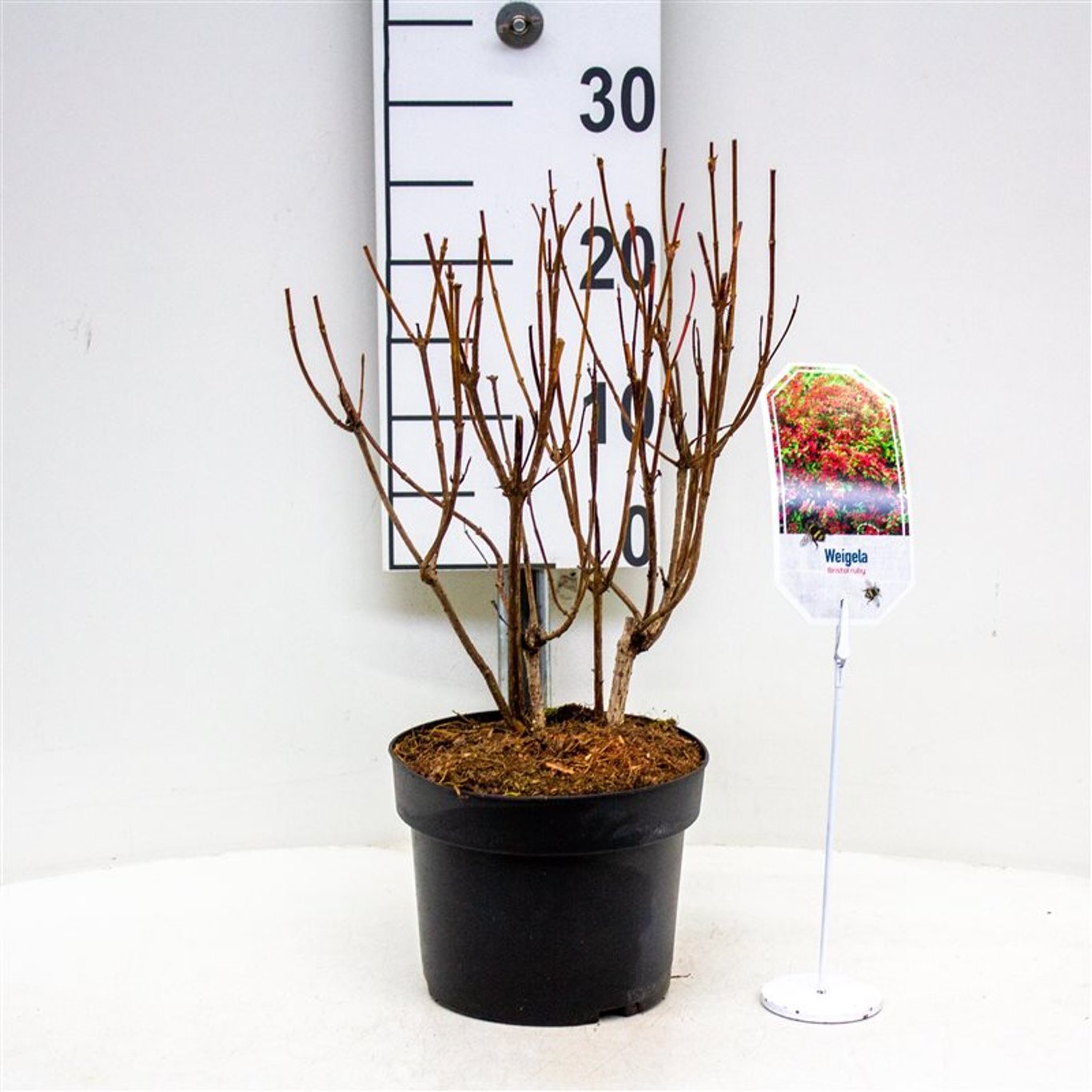 Praktweigela – Weigela 'Bristol Ruby' - C3 30-40 CM